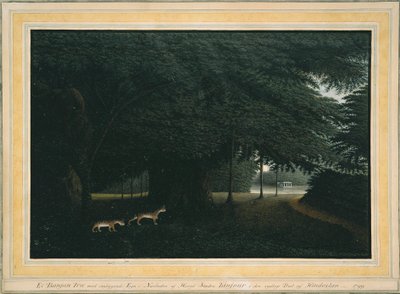 A Banyan Tree by Peter Anker